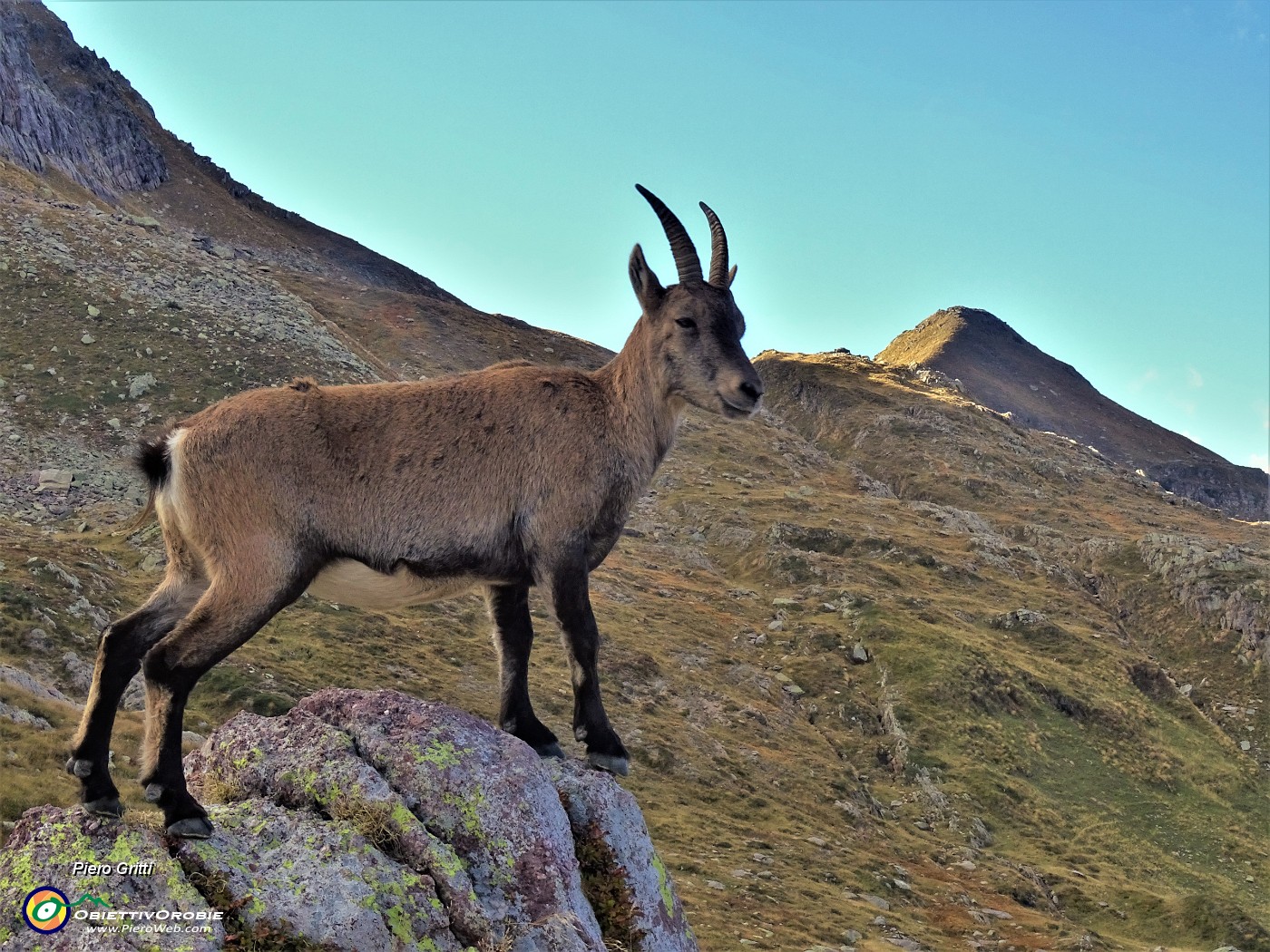 65 Il piccolo si innalza su roccetta....JPG